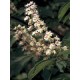 Bach Flower Remedies for Animals - White Chestnut